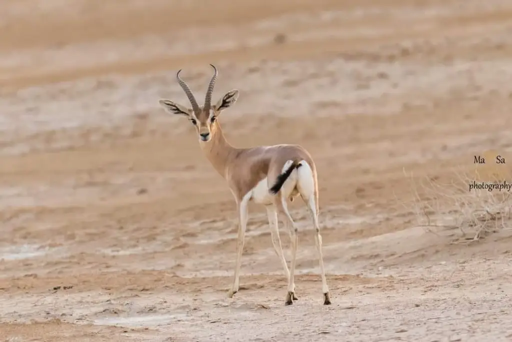 wild life erg chigaga desert