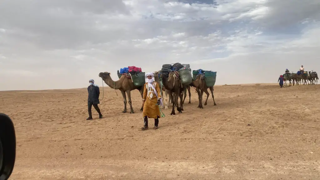 Handlers leading camels loaded with packs across open desert, as on a camel trekking journey