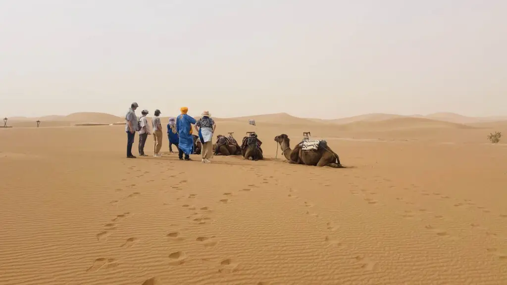A small group with camels resting on open sand during camel trekking in Erg Chigaga