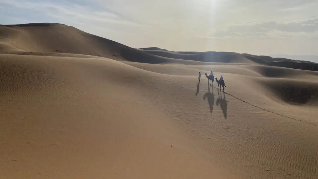 A line of camels walking along a dune ridge