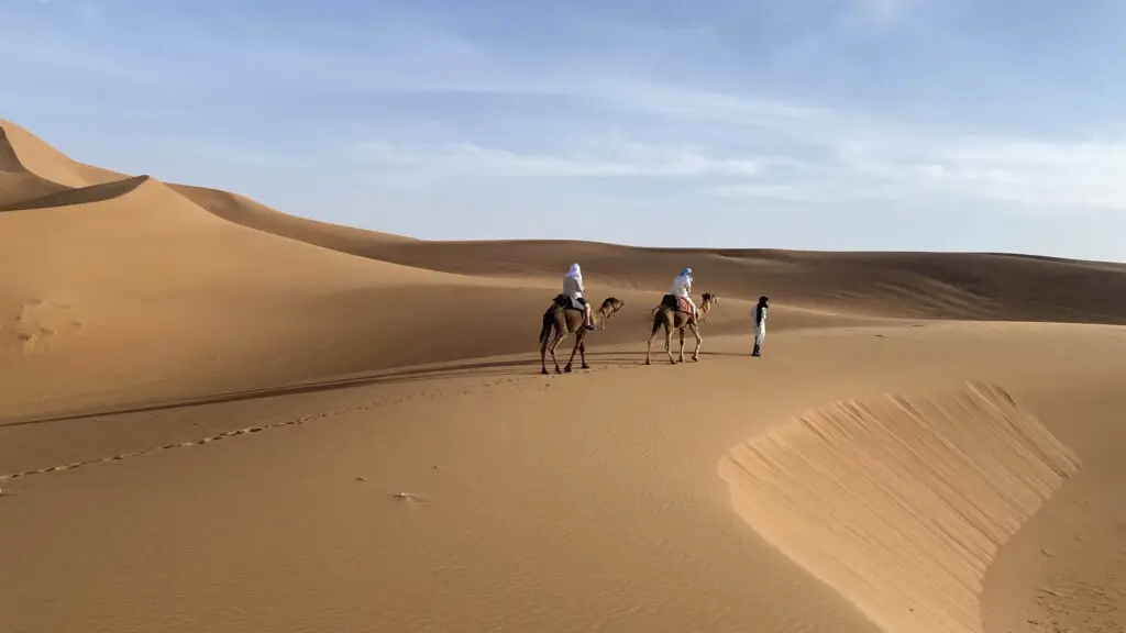 A line of camels walking along a dune ridge under a clear sky
