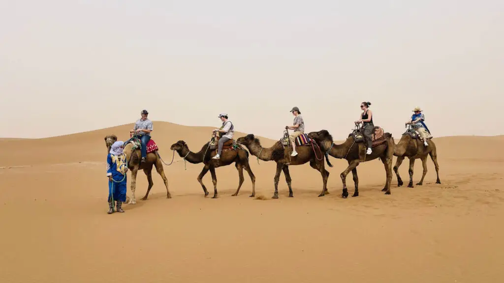 A string of camels with riders and handlers crossing the sand